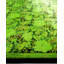 Tapis unique fait à la main Weirsky - Vert