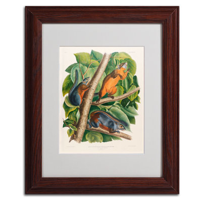 " Red-Bellied Squirrel " by John Audubon