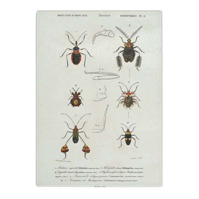 Tempered Glass Insect Illustrations PL. 6 by Charles D' Orbigny Chopping Board, 28.5 cm x 39 cm