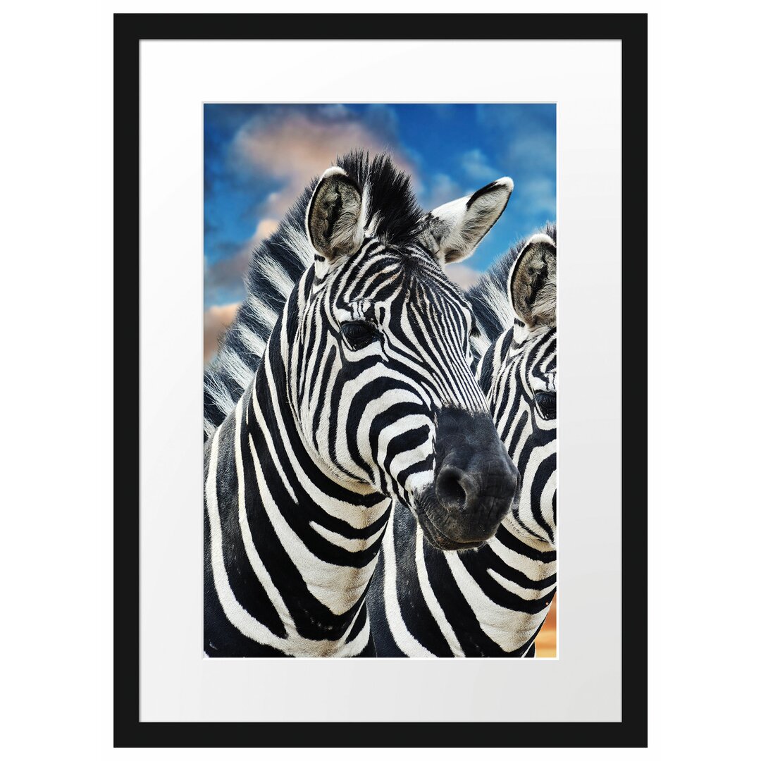 Gerahmtes Poster Zebra Pärchen