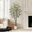 Eucalyptus d'intérieur d'intérieur-134997721