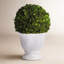 Boxwood Ball Topiary In Pot Small-1099184499