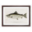 Male Land Locked Salmon by Sherman F. Denton - Picture Frame Art Print-55576780-55576781
