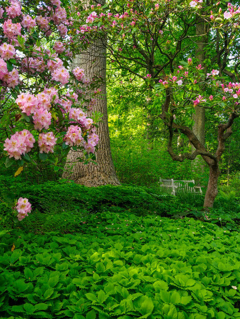 Rhododendrons et arbres dans un parc, impression d'affiche par Julie Eggers (24 x 36) # US08JEG0002