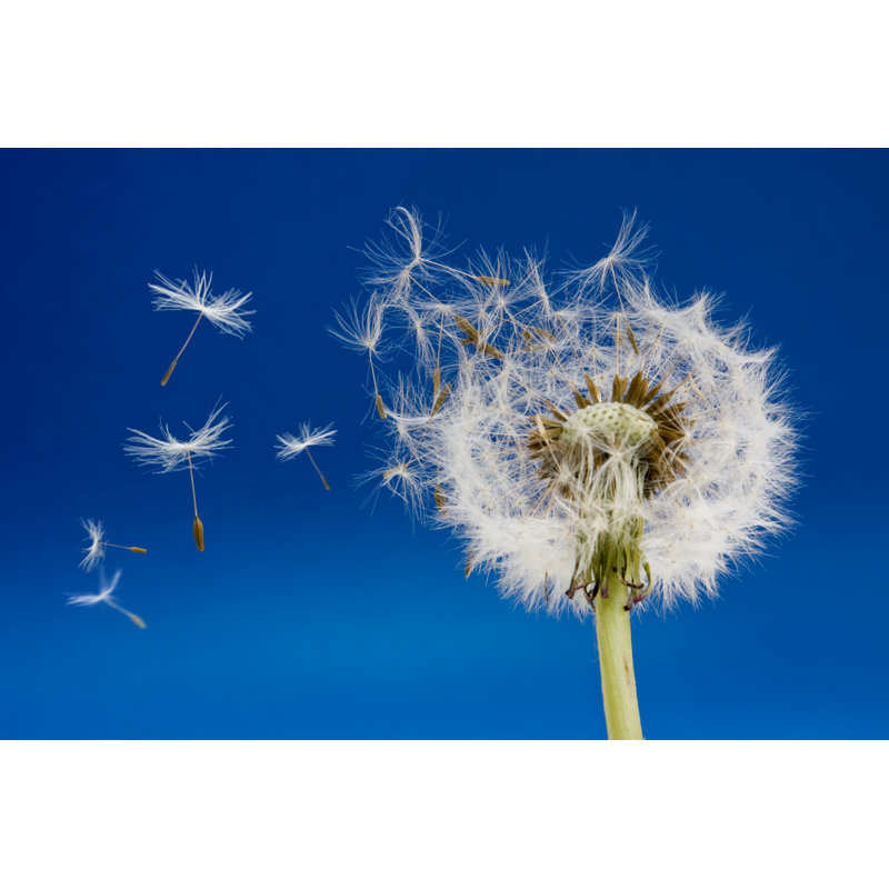 Dandelion by Brian A Jackson - Wrapped Canvas Print, 30cm H x 46cm W x 3.8cm D