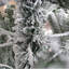 Arbre de Noël 110 'pin