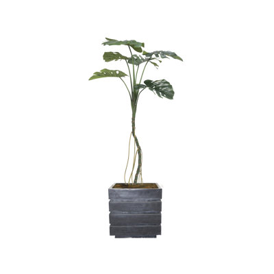 Plante de 65 po
