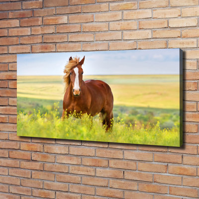 Brown Horse - Wrapped Canvas Print