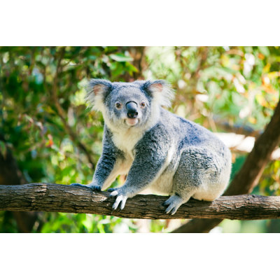 «Cute Koala» par EcoPic - Photographie sur toile tendue