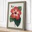 Hibiscus Study Botanical - Wrapped Canvas-1321183078-1321183135