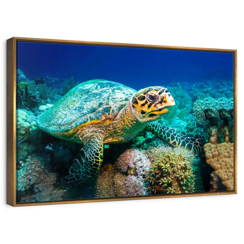 Tortue sous l'eau, Cadre flottant doré, 19 po x 13 po