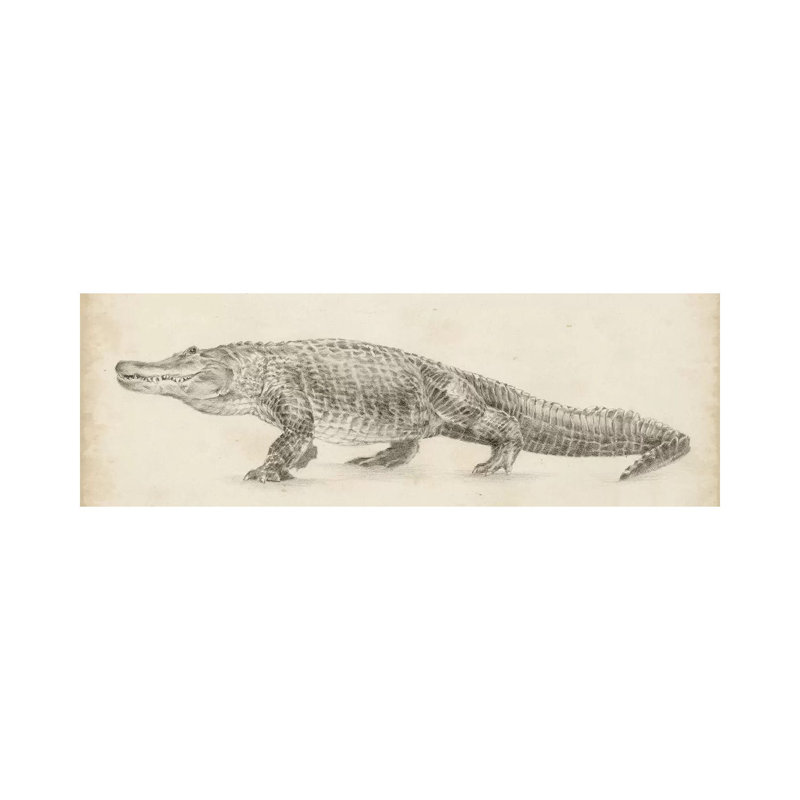 Ethan Harper Alligator Sketch Wrapped Canvas Art, 12" x 36"