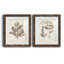 Antique sépia botanicals V - ensemble de 2 reproductions d'art sur papier encadré-1612667911-1612667904