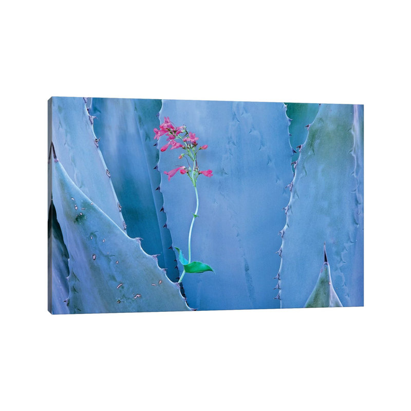 Agave And Parry's Penstemon Close Up, North America II by Tim Fitzharris - Wrapped Canvas Print, 20.32 cm H x 30.48 cm W