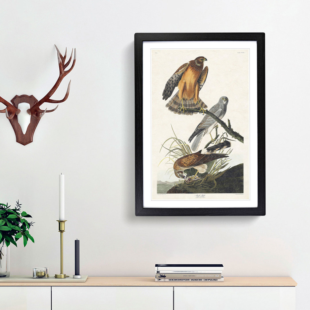Marsh Hawks by John Audubon - Framed Print
