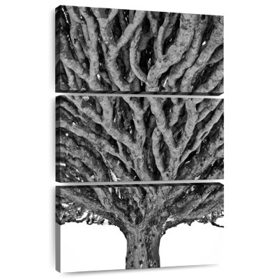 Harnek Monochrome Dragon Tree