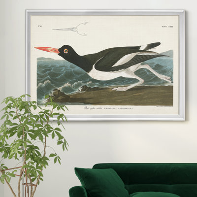 Pied Oyster Catcher - reproduction d'art sur toile