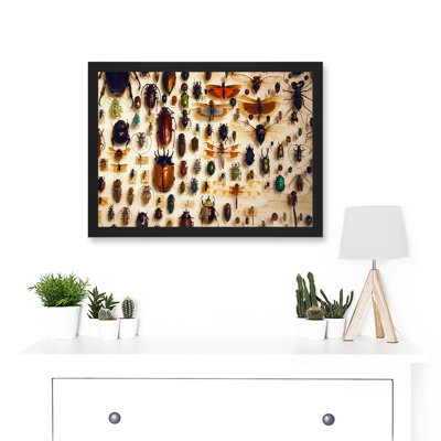 Taxidermy Varied Insect Collection Cabinet - Single Picture Frame Print