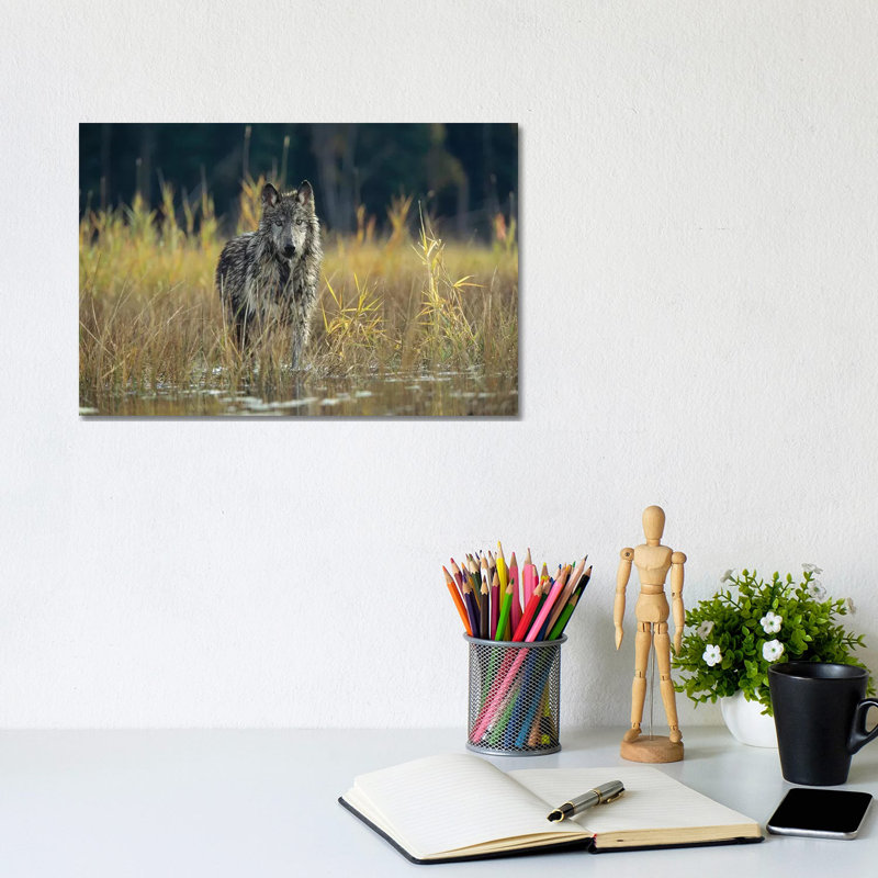 Timber Wolf Pauses While Walking Through Lake, Montana by Tim Fitzharris - Wrapped Canvas Print, 20.32 cm H x 30.48 cm W