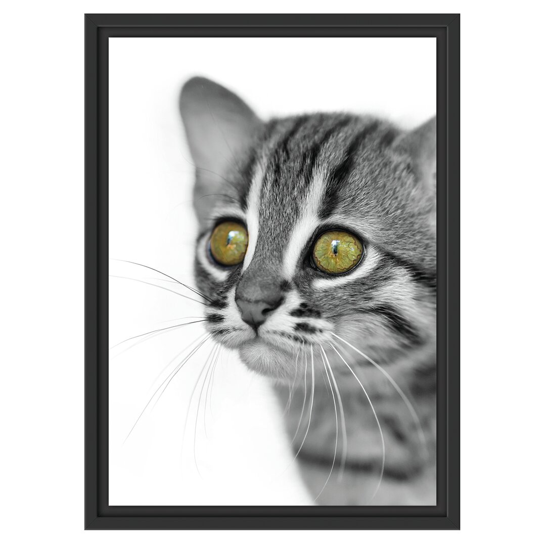 Junge Tabby-Katze Gerahmter Kunstdruck