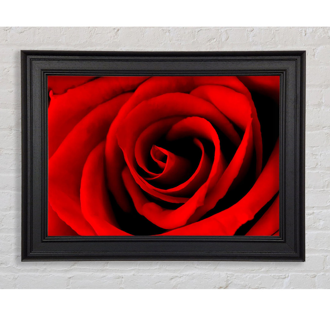 Red Rose Beauty - Einzelne Bilderrahmen Kunstdrucke