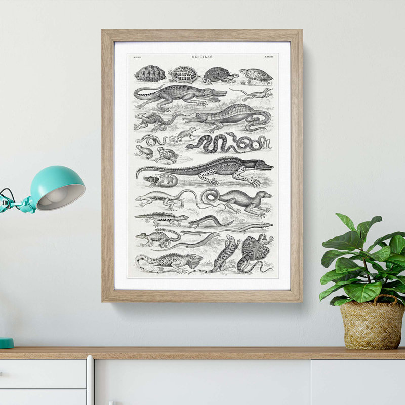 Study of Reptiles by Oliver Goldsmith - Picture Frame Drawing Print, 65cm H x 48cm W x 2cm D, Oak Framed