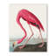 Coastal Retreat Pink Flamingo II From Birds Of America (1827)-1490682229-1524922400-1524922591