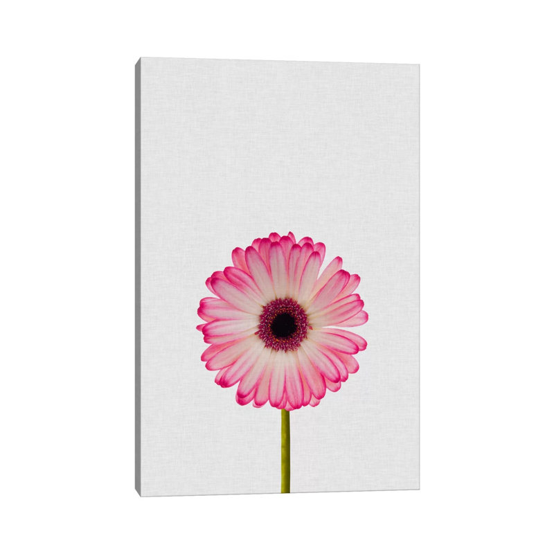 Daisy by Orara Studio - Wrapped Canvas Gallery-Wrapped Canvas Giclée, 20.32 cm H x 30.48 cm W