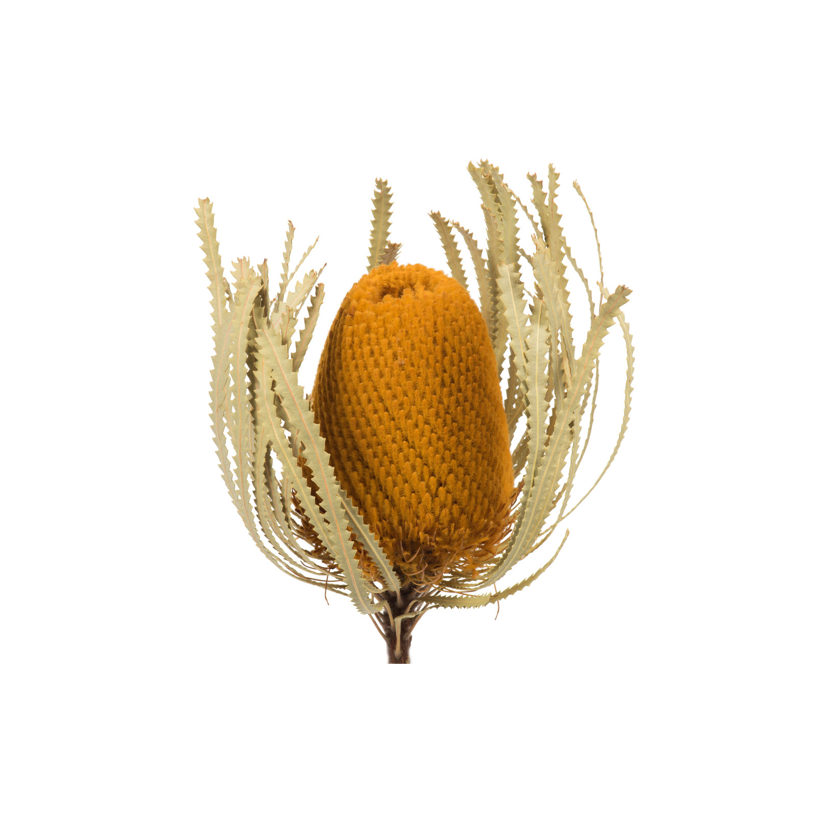12" Jumbo Banksia Flower with Stem Dried, Aspen Gold