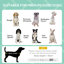 Lit surélevé portatif pour chien-376395727-380906522