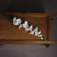 Anastasija Arrangement