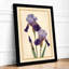 Purple Iris Study Botanical - Framed Print-1468068084-1468068086