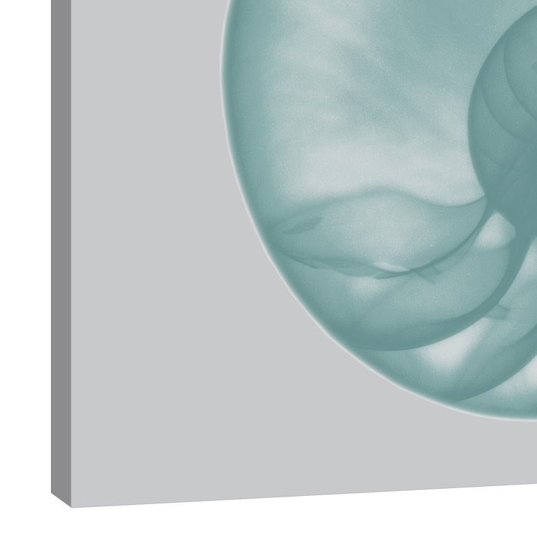 « soie sea shell », reproduction d’impression sur toile tendue, H 12 po x l 12 po