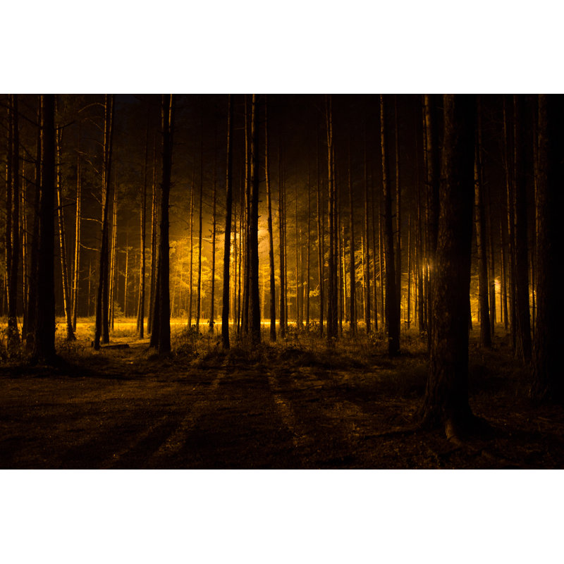 Dark Scary Forest by Alexander - Wrapped Canvas Print, 81cm H x 122cm W x 3.8cm D
