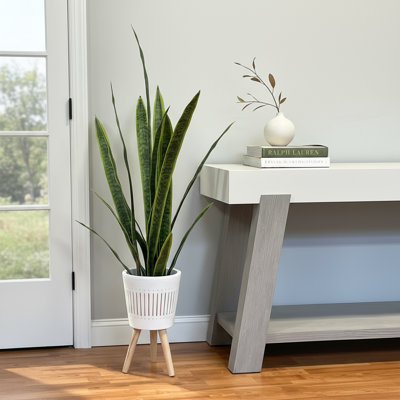 Jardinière en céramique avec pieds Snake Plant