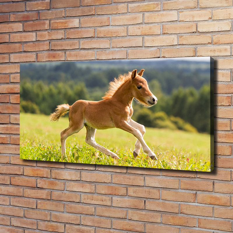 Foal In Gallop - Wrapped Canvas Print