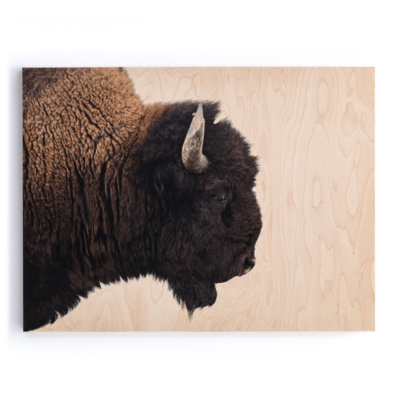 American Bison Print by Getty Images, 36" H x 48" W