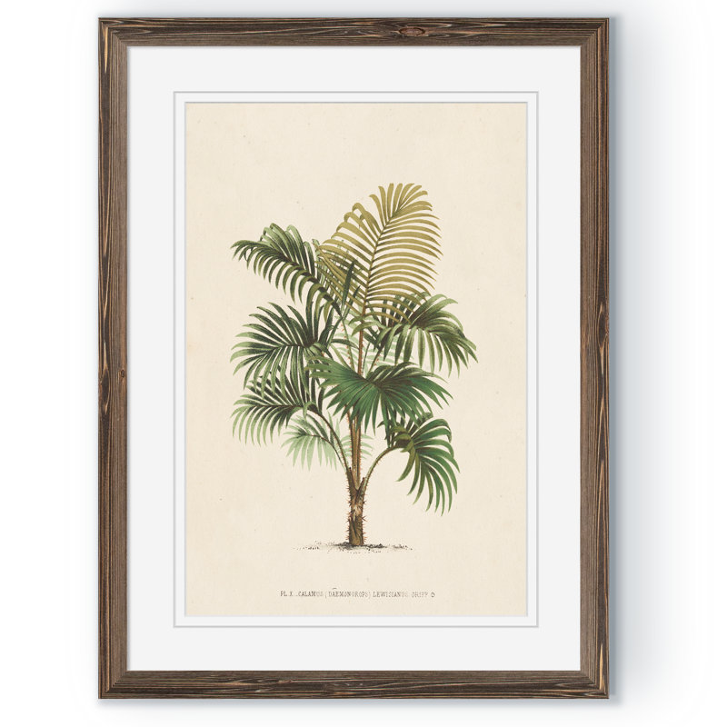 « palmierss iv » par paul cezanne-reproduction d’art sur image, H 22 po x l 30 po x P 1 po, Impression encadrée, moka