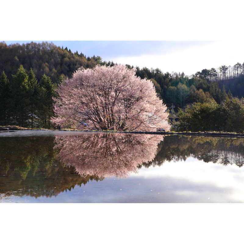 Cherry Tree Reflection by Noririn - Wrapped Canvas Print, 30cm H x 46cm W