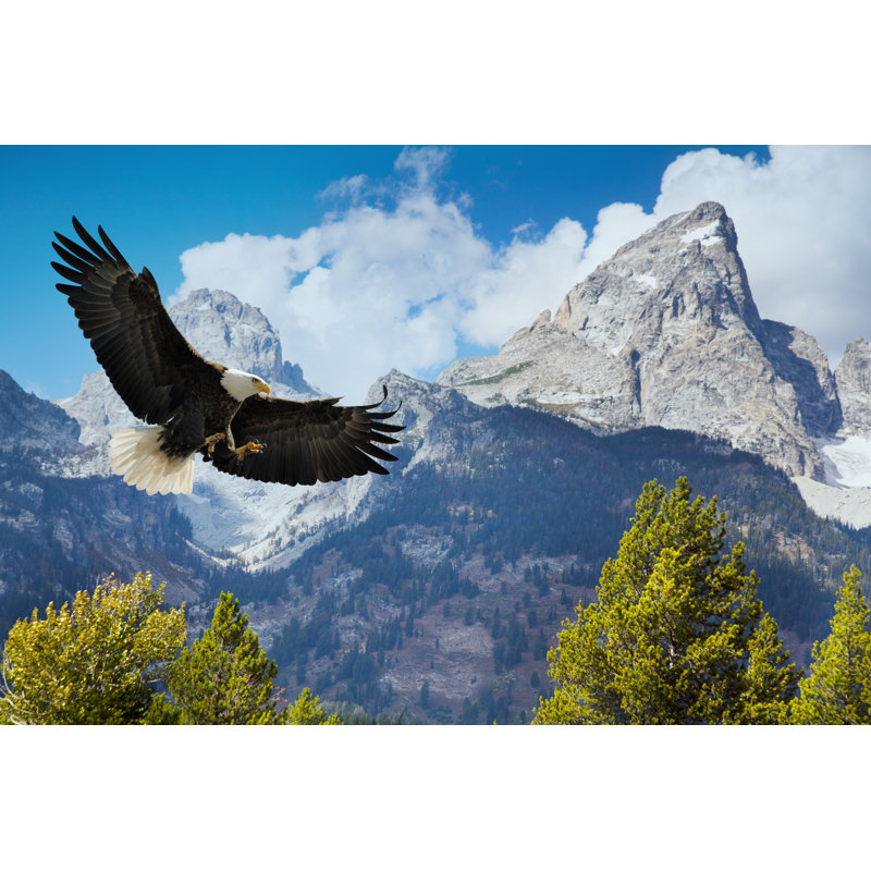 American Bald Eagle by JamesBrey - No Frame Art Prints on Canvas, 81cm H x 122cm W