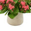 Kalanchoe Arrangement in Fiberstone Pot-1078803483