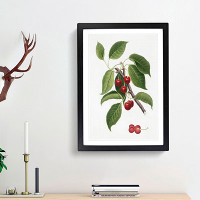 Sour Cherry Tree by Giorgio Gallesio - Picture Frame Painting Print