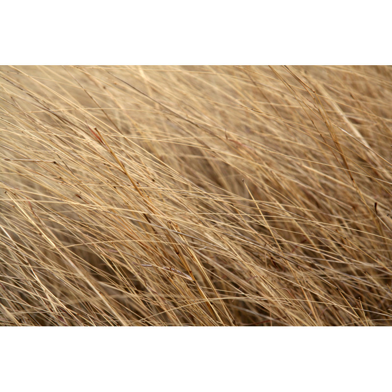 Hautes herbes par Sdi Productions, H 8 po x l 12 po