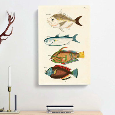 East Indies Fish Illustrations Fol. 2 by Louis Renard - Wrapped Canvas