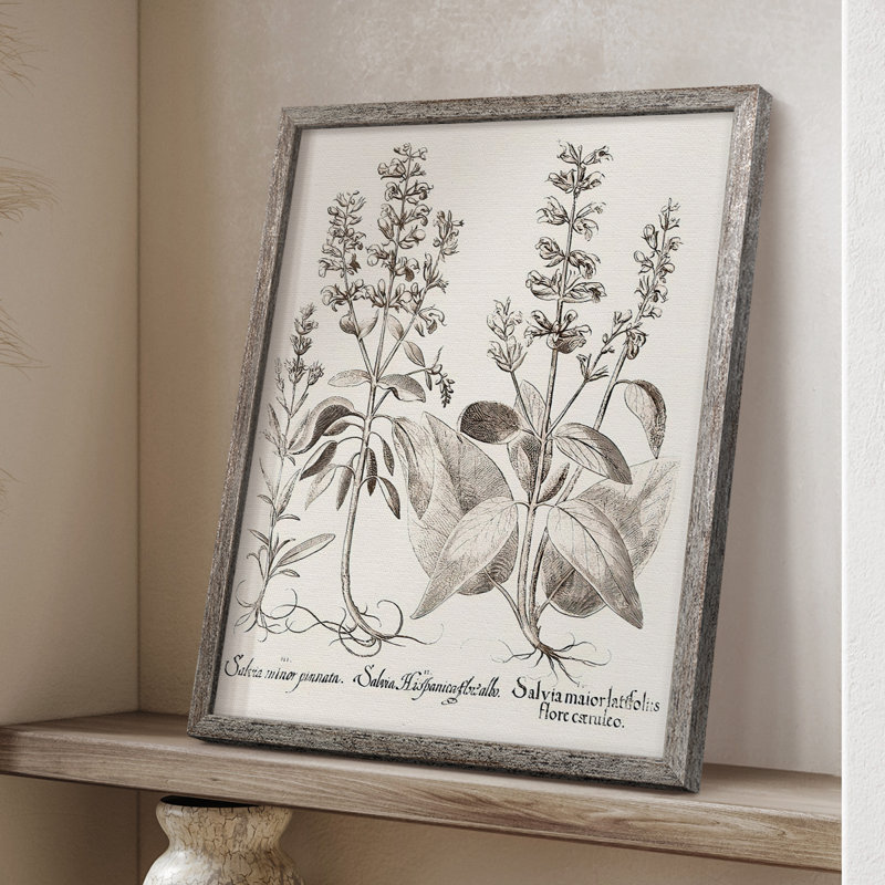 Sépia Besler Botanicals III, reproduction encadrée - bois massif, H 30 po x l 24 po