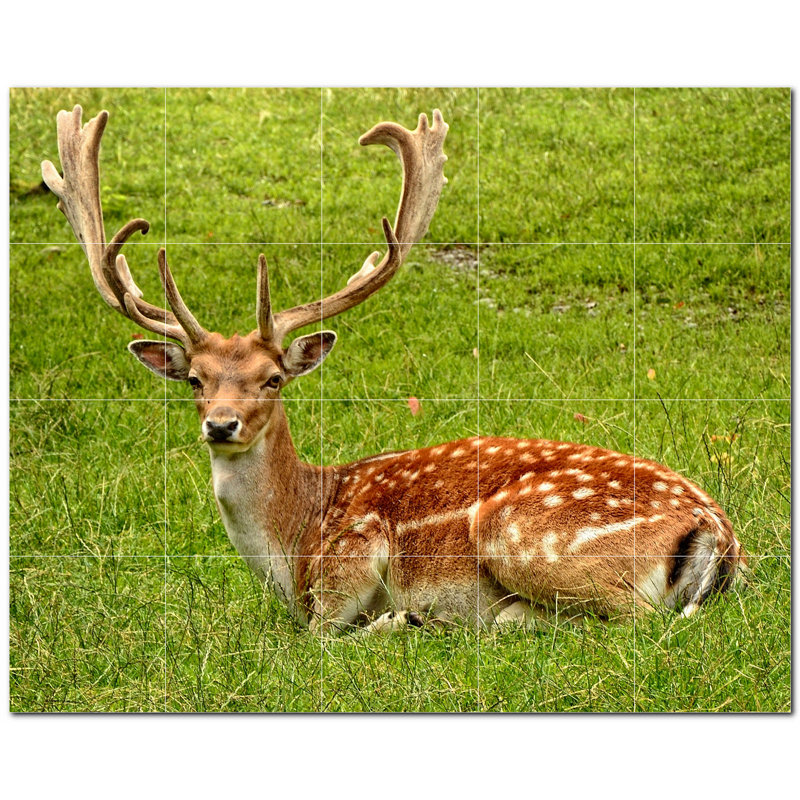 Cerf photo 12 x 12