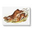 Northern Hares by J.W. Audubon - Wrapped Canvas-55309515