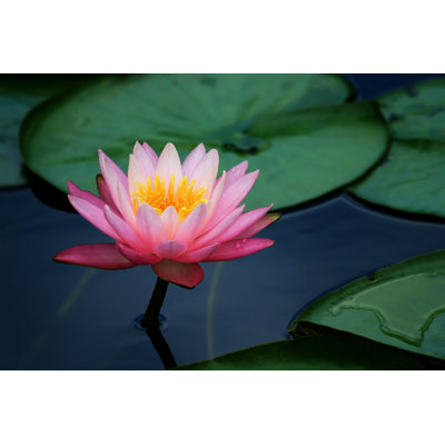 Lily Pads Floating in the Water with Lotus Pads 1 Piece Wrapped Canvas Wall Art