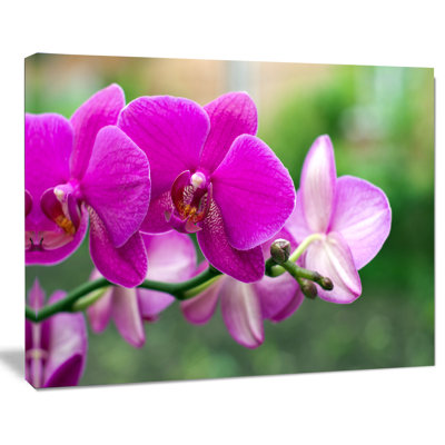" Beautiful Orchid Flowers On Green "