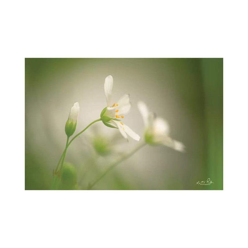 Stellaria by Martin Podt - Wrapped Canvas Gallery-Wrapped Canvas Giclée, 66.04 cm H x 45.72 cm W